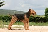 AIREDALE TERRIER 349